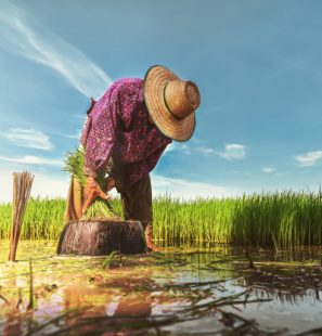 farmer-work-rice-field_34152-2412