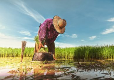 farmer-work-rice-field_34152-2412