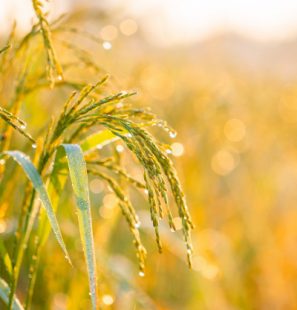 rice-grains-rice-fields_50944-640